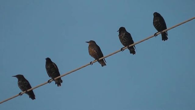 Шпаки. Sturnus vulgaris смотреть онлайн