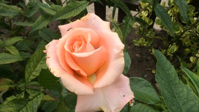 Clusters Of Light Orange Roses In Garden #rose #roses #roseflowers #gardening