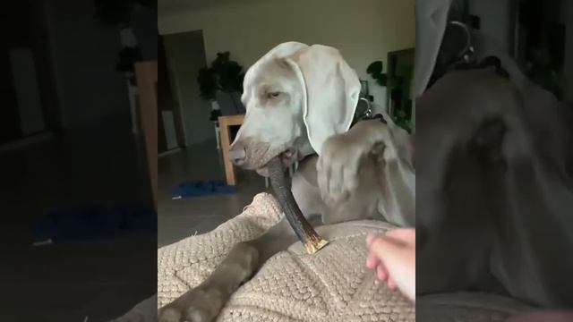 Веймаранер и олений рог. смотреть онлайн