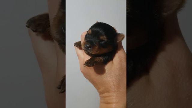 малышке йорочке, йоркширский терьер, 10 дней, скоро откроет глазки смотреть онлайн