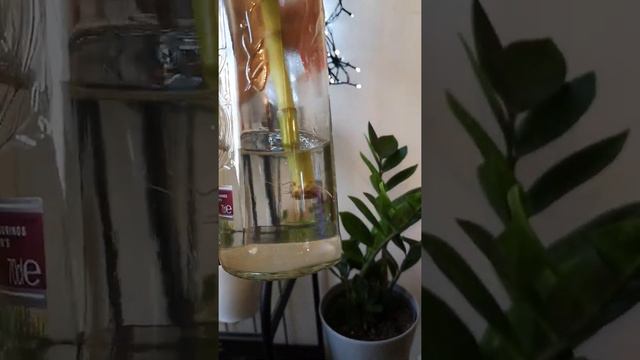 Jay's Jungle 💚🌿 My Houseplant Paradise 🌿💚 смотреть онлайн