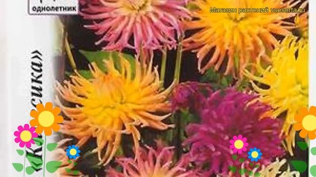Георгина махровая Кактус Микс. Краткий обзор, описание характеристик dáhlia variabilis смотреть онлайн