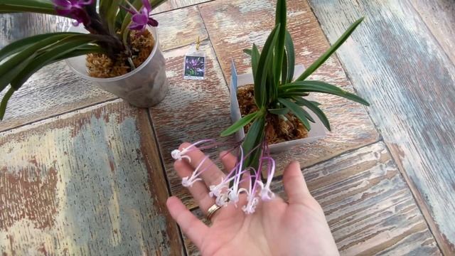 Neofinetia falcata Shutenno, Vandachostylis Pinky(neo.falcata x rhy.gigantea) смотреть онлайн