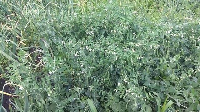 18 июня 2021 г. Ура свой горох смотреть онлайн