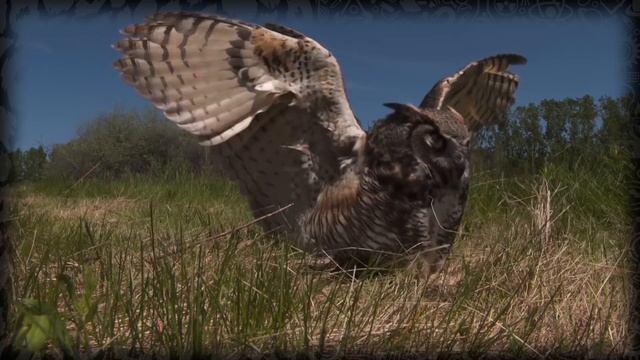 Owls Fly Silently. We tested it. смотреть онлайн
