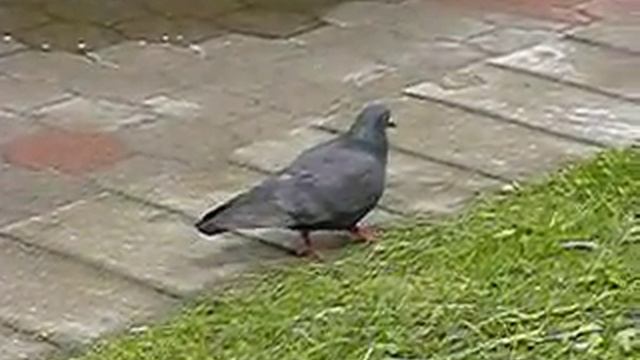 Lumix TZ30: замедленное видео смотреть онлайн