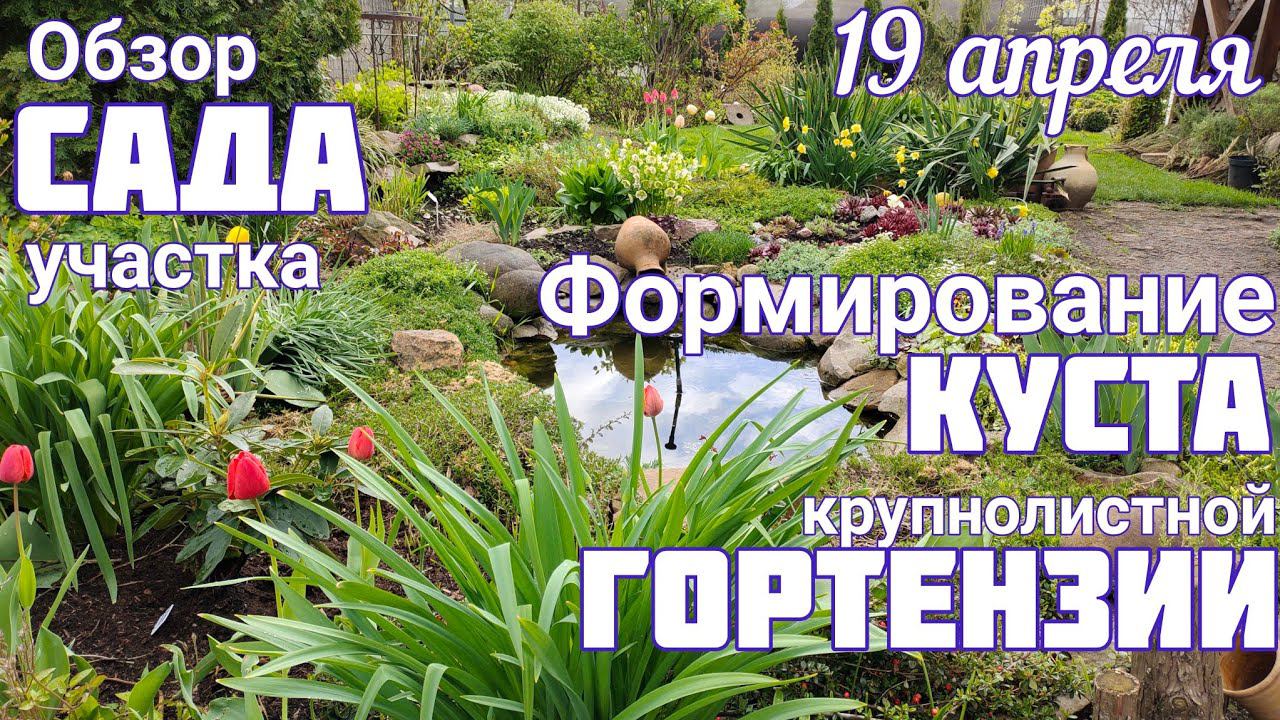 Весенняя формировка ГОРТЕНЗИИ ЗАЦВЕТЁТ каждая ПОЧКА прогулка по саду 19 апреля. смотреть онлайн