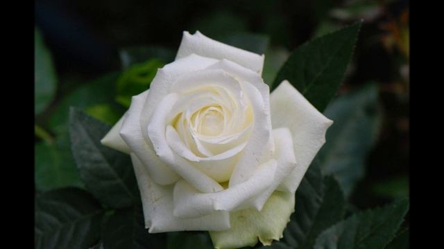 РОЗЫ ДЛЯ ТЕБЯ... смотреть онлайн