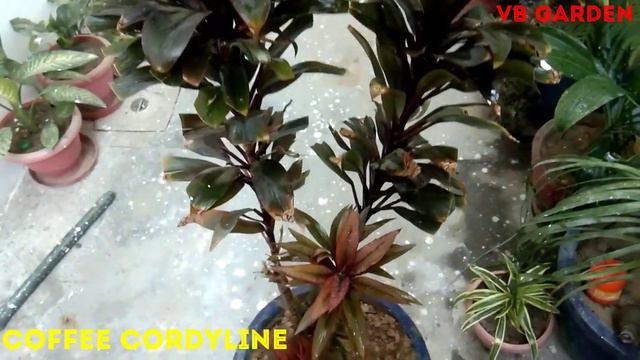 Different types of Dracaena and All About Dracaena (Care , Potting Mix , Location , Sunlight etc. ) смотреть онлайн