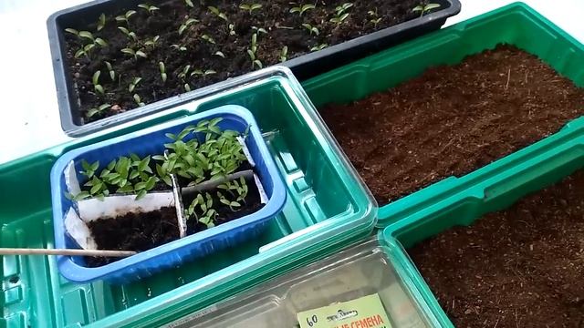 ЗАМАЧИВАТЬ - Прошлый ВЕК. Как прорастут любые семена БЫСТРО смотреть онлайн