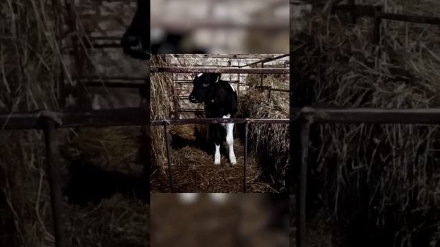 Советы по выпойке телят. Молоко для телят. Выпойка телят. Содержание телят. Воду телятам. смотреть онлайн