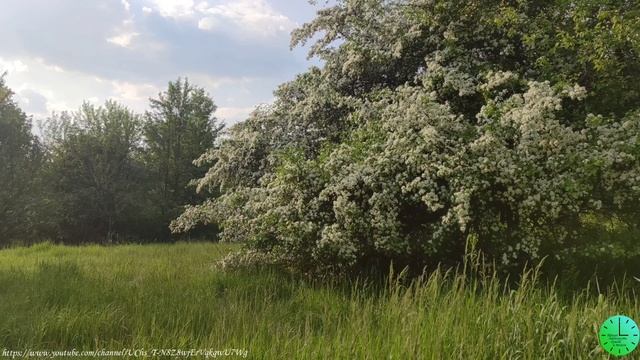Пение птиц, сверчков вечером лесу лекарство для души и тела/Звуки природы/Birdsong/Sounds of nature смотреть онлайн