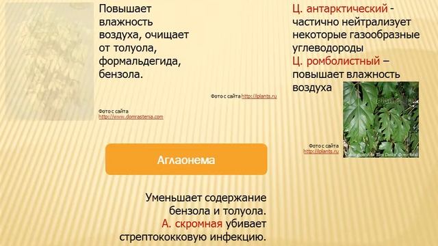 Магия растений»: фитодизайн смотреть онлайн