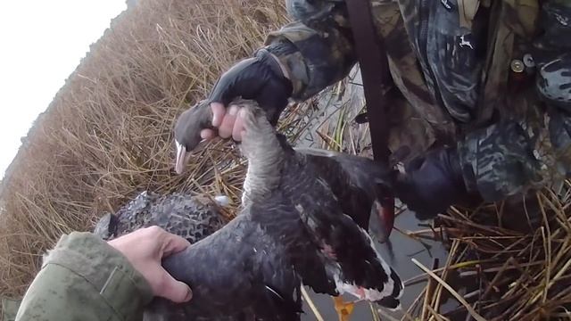 Охота на гуся. Калининградский залив. смотреть онлайн