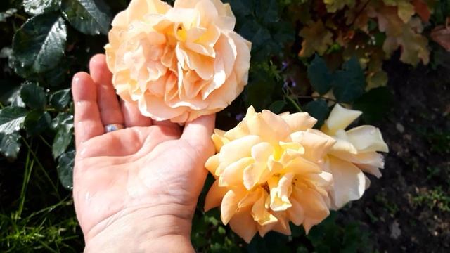 роза гольдэльзе, ☺??? смотреть онлайн