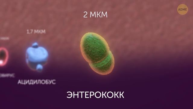 Микробы: от самого маленького до самого большого