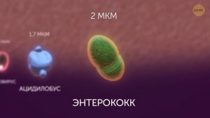 Микробы: от самого маленького до самого большого