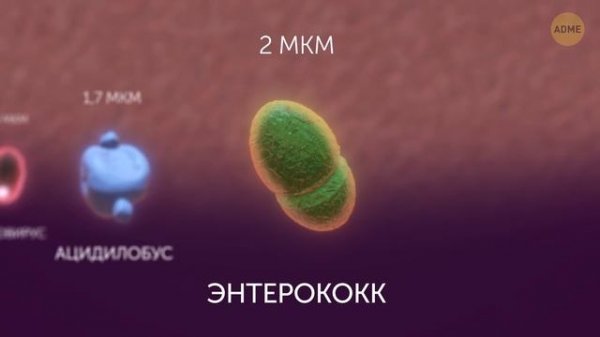 Микробы: от самого маленького до самого большого