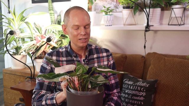 February 2022 Houseplant Haul Pt. 1 | Houseplant Essentials