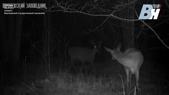 Сколько оленей на видео? смотреть онлайн