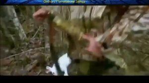Охота на Зайца с Гончими Собаками.