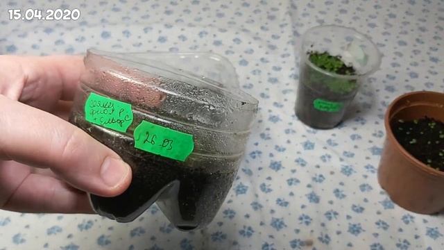 Фиалка от семечки до цветения. ЧАСТЬ 1. Эксперимент селекции фиалок в домашних условиях | violets смотреть онлайн