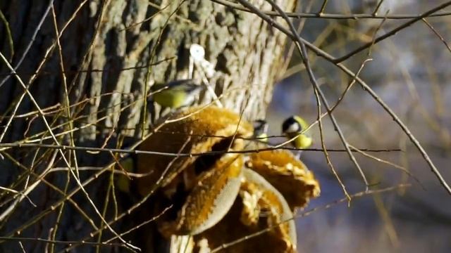 Щедрое угощение для синичек смотреть онлайн