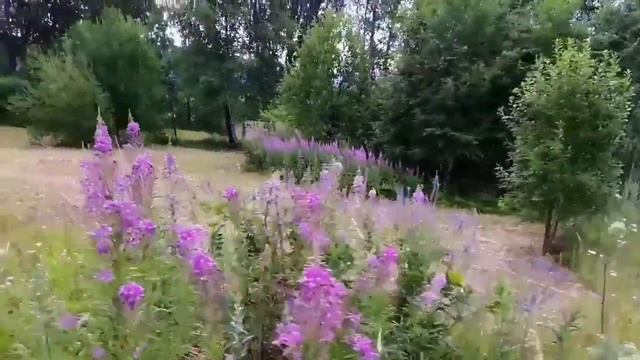 Медоносы для пчел. Кипрей - Иван Чай смотреть онлайн