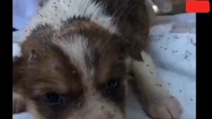 Собачка пищит от боли. Сердце разрывается от ее крика ??