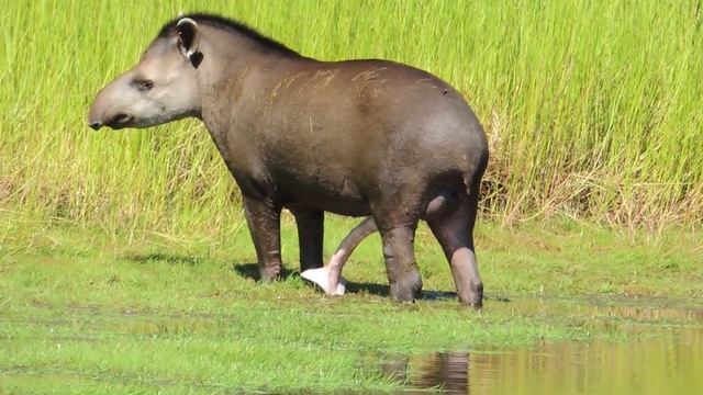 Male Tapir смотреть онлайн