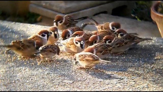 Разбуди мою душу весна!