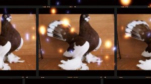 Волжские ленточные голуби #голуби #волжские голуби # домашние голуби