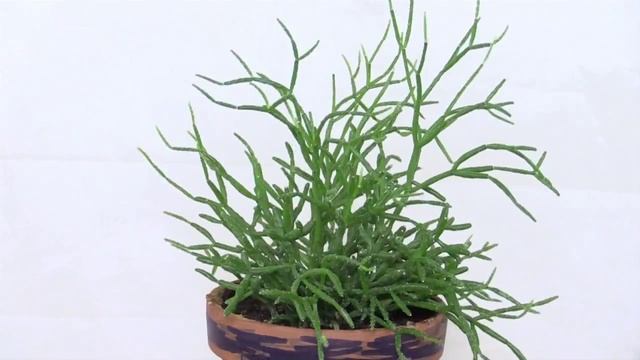 Rhipsalis cereuscula - Korallenkaktus, Mistletoe Cactus смотреть онлайн