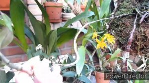 Орхидеи, Дендробим выращивание в домашних условиях. Dendrobium hookerianum.