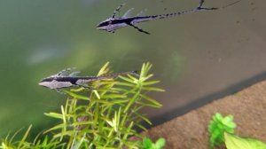 Аквариумные стрекозы. #Стурисома панамская