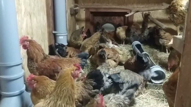 Мобильный курятник из морского контейнера спустя 2 зимы. Работа над ошибками.