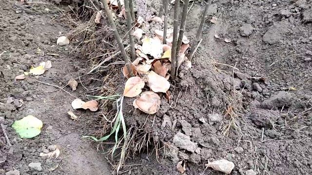 Подвой для груши ВА-29 и S1 смотреть онлайн