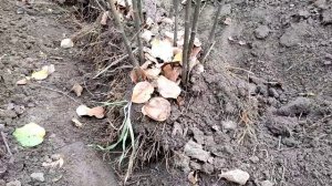 Подвой для груши ВА-29 и S1