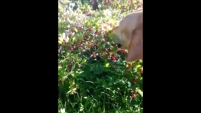Russian hound loves gooseberries собака любит крыжовник смотреть онлайн