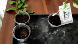 Укоренение и размножение черенков бугенвиллии