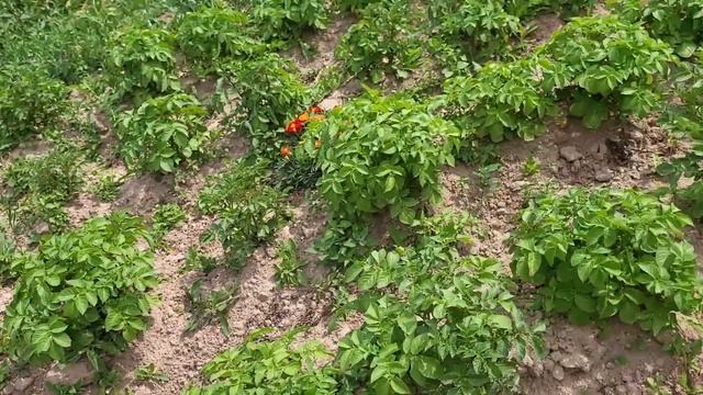 НА КАРТОФЕЛЕ ПОЯВИЛИСЬ ЖУКИ/ЧТО С СОРНЯКОМ на огороде/ОДНА В ДЕРЕВНЕ??♀️ смотреть онлайн
