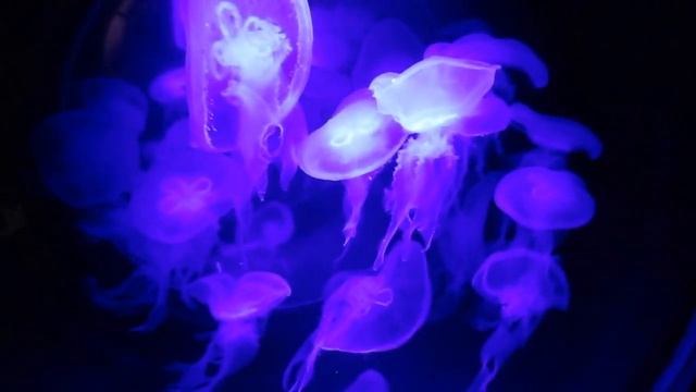 медузы смотреть онлайн