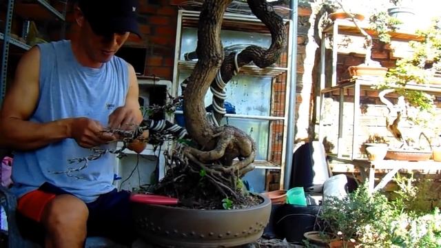 rapid prototyping Tamarindus indica tree, bonsai bizarre смотреть онлайн