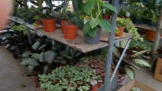 Buying garden plants 2021ll Philodendrons still "IN" despite of high price @passion at60 смотреть онлайн