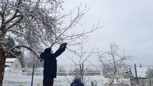 Когда и как заготовить черенки для прививки плодовых деревьев ? #черенки