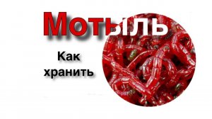 Как долго хранить живого мотыля