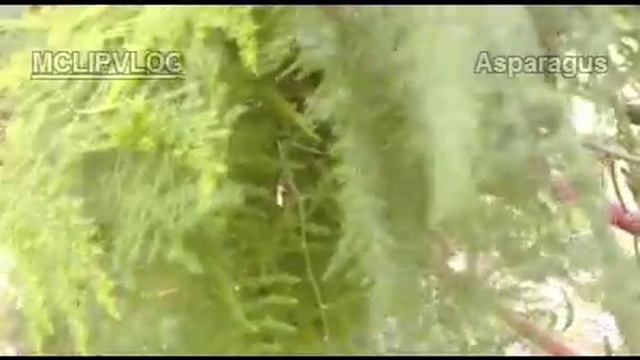 Asparaga, Tanaman Hias Asparagus Setaceus
