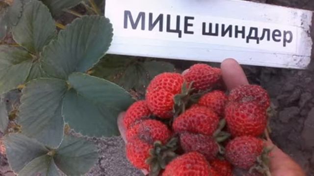 Слайд шоу Мице Шиндлер смотреть онлайн