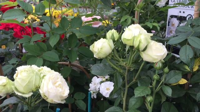 20 Rose varieties 2021 summer Deutschland-Rosen Tantau смотреть онлайн