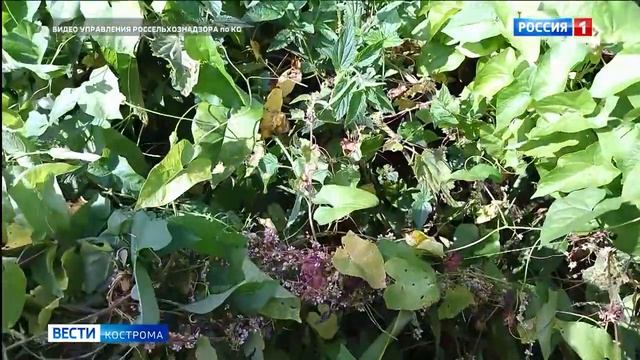 Россельхознадзор сорняк смотреть онлайн